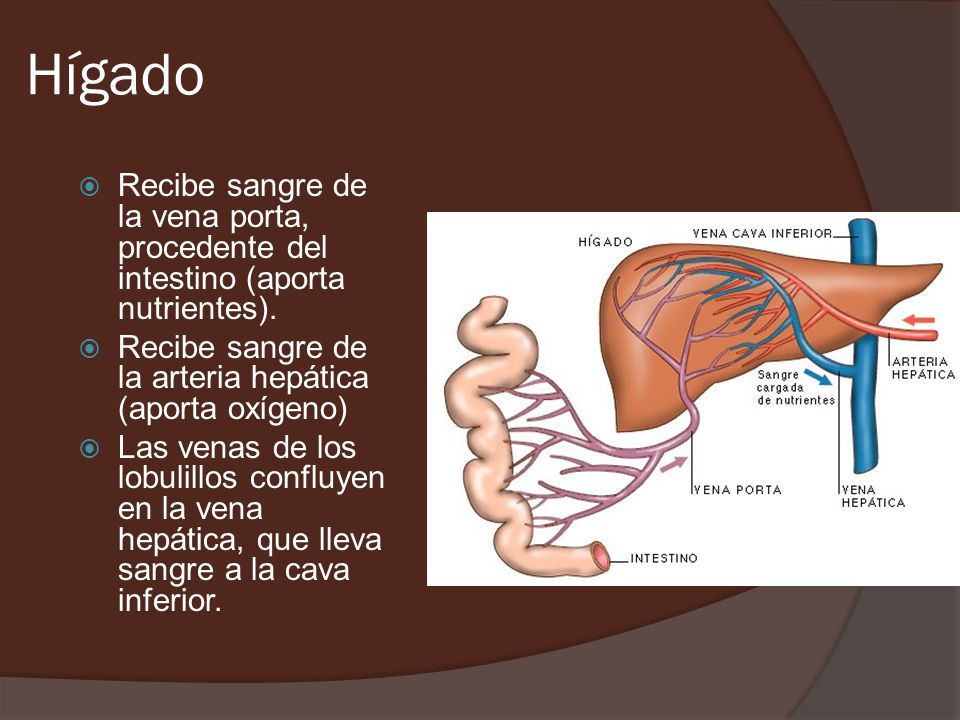 Hígado Recibe sangre de la vena porta, procedente del intestino (aporta nutrientes). Recibe sangre de la arteria hepática (aporta oxígeno)