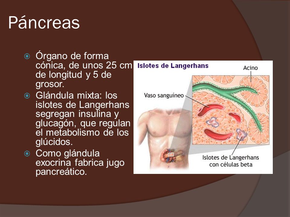 Páncreas Órgano de forma cónica, de unos 25 cm de longitud y 5 de grosor.