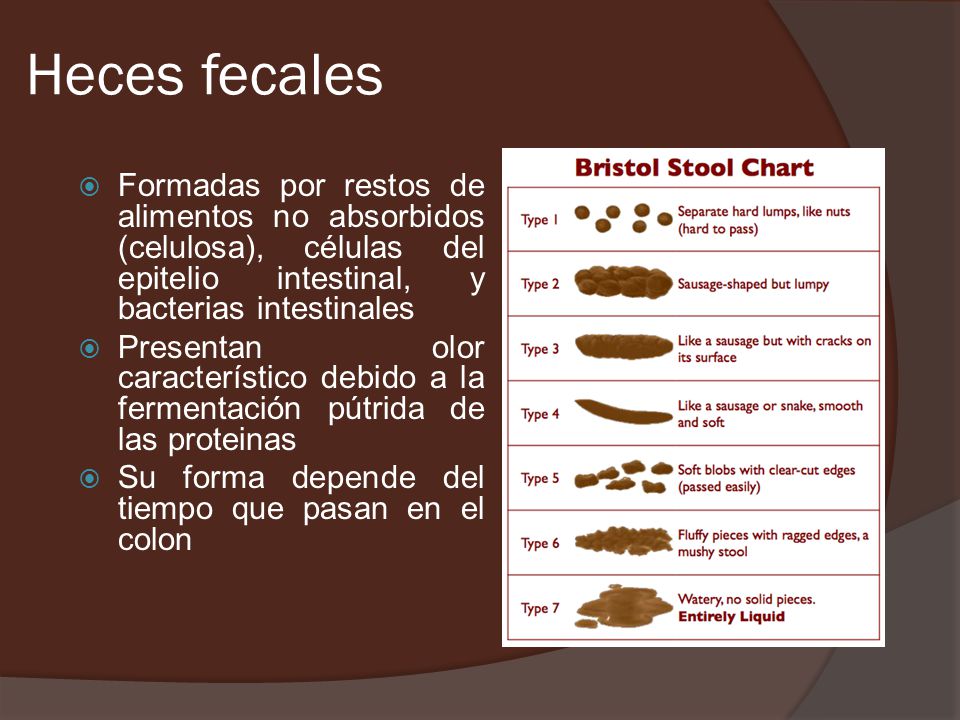 Heces fecales Formadas por restos de alimentos no absorbidos (celulosa), células del epitelio intestinal, y bacterias intestinales.