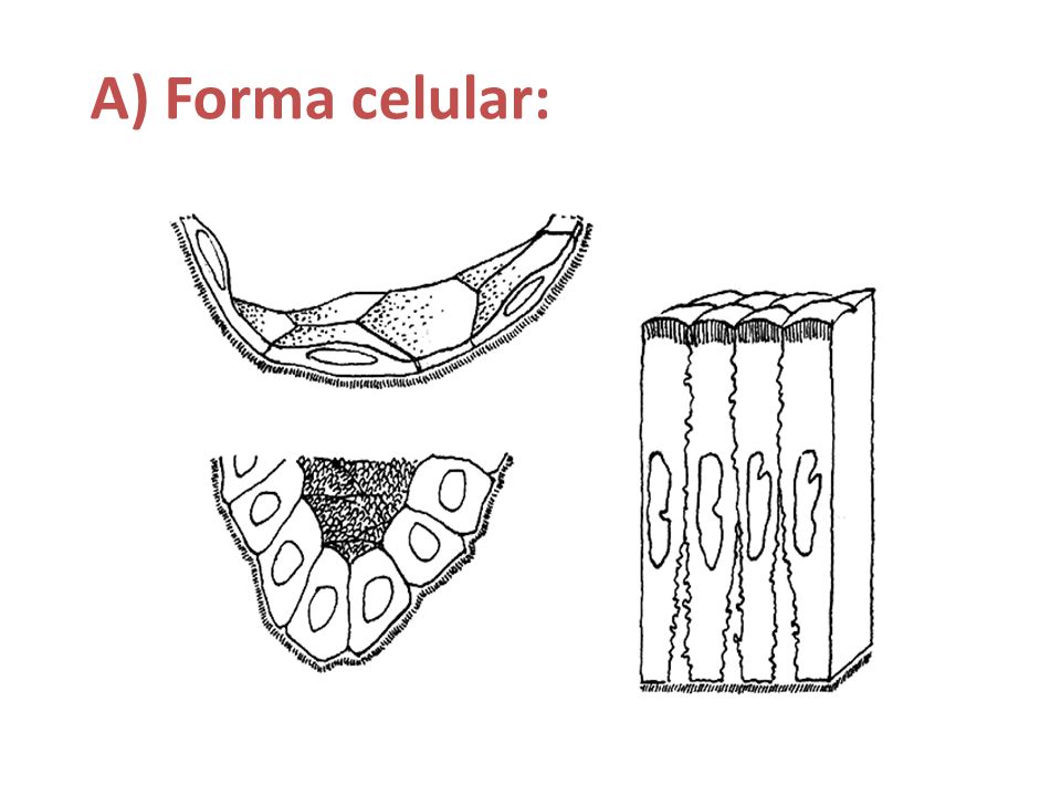 A) Forma celular: