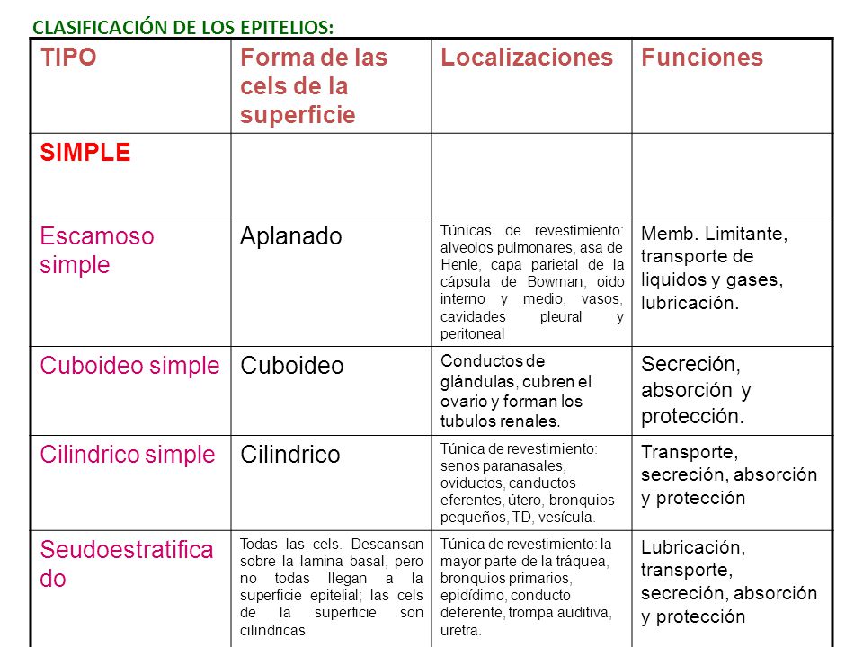 Forma de las cels de la superficie Localizaciones Funciones