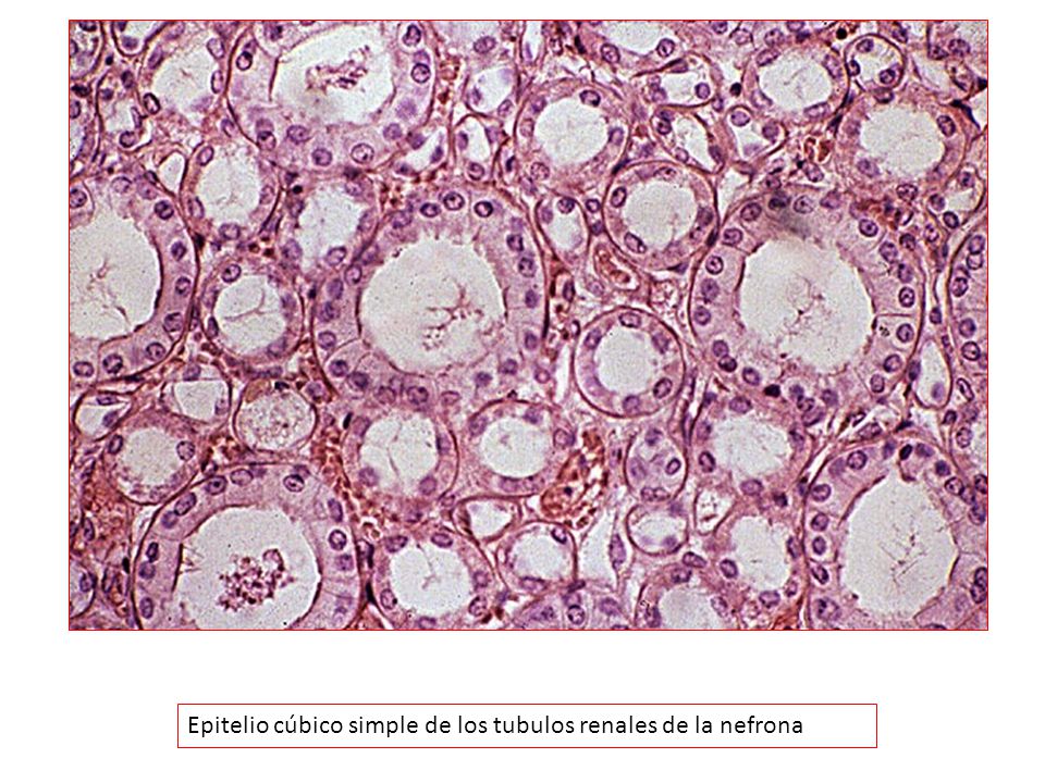 Epitelio cúbico simple de los tubulos renales de la nefrona