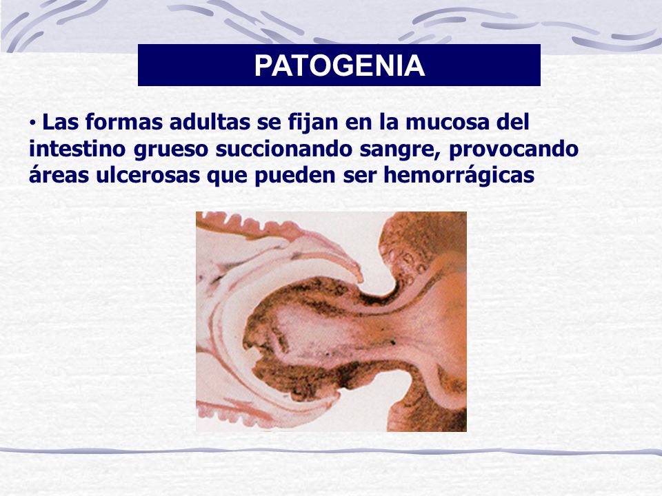 PATOGENIA Las formas adultas se fijan en la mucosa del intestino grueso succionando sangre, provocando áreas ulcerosas que pueden ser hemorrágicas.