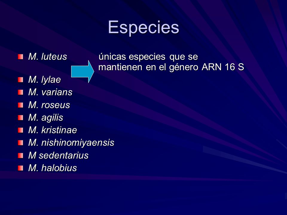 Especies M. luteus únicas especies que se mantienen en el género ARN 16 S.