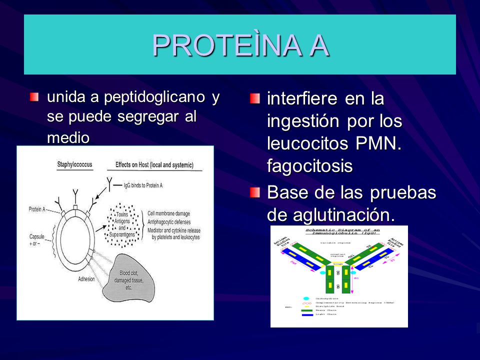 PROTEÌNA A unida a peptidoglicano y se puede segregar al medio. interfiere en la ingestión por los leucocitos PMN. fagocitosis.