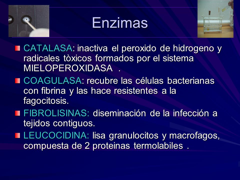 Enzimas CATALASA: inactiva el peroxido de hidrogeno y radicales tòxicos formados por el sistema MIELOPEROXIDASA .