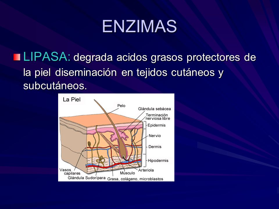 ENZIMAS LIPASA: degrada acidos grasos protectores de la piel diseminación en tejidos cutáneos y subcutáneos.