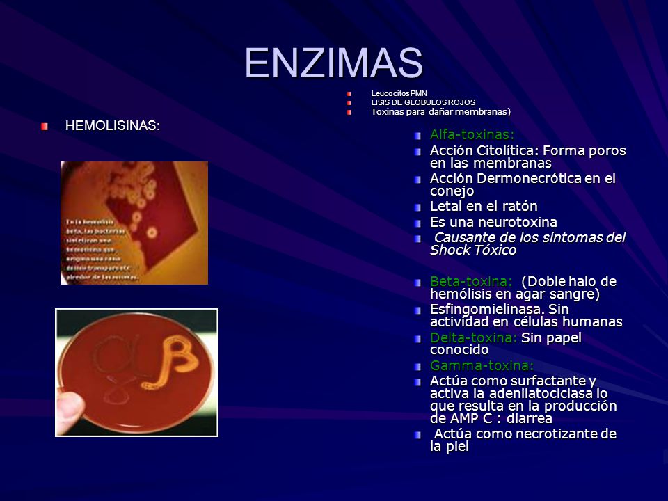 ENZIMAS Alfa-toxinas: Acción Citolítica: Forma poros en las membranas