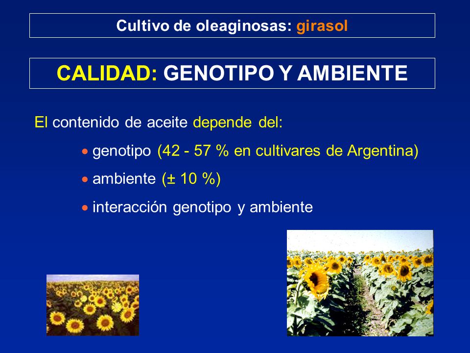 Cultivo de oleaginosas: girasol CALIDAD: GENOTIPO Y AMBIENTE