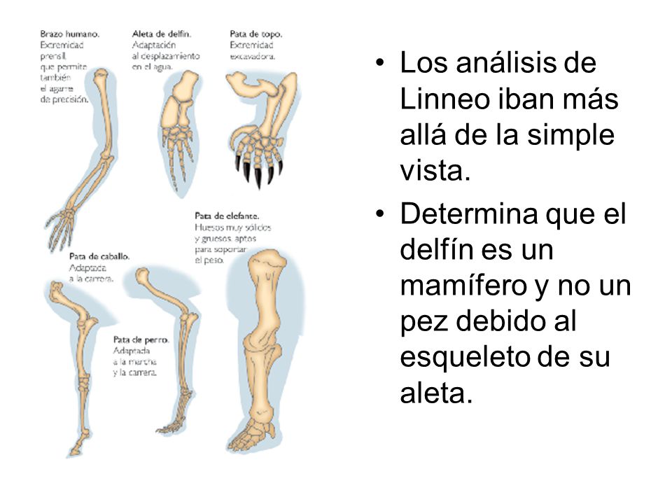 Los análisis de Linneo iban más allá de la simple vista.