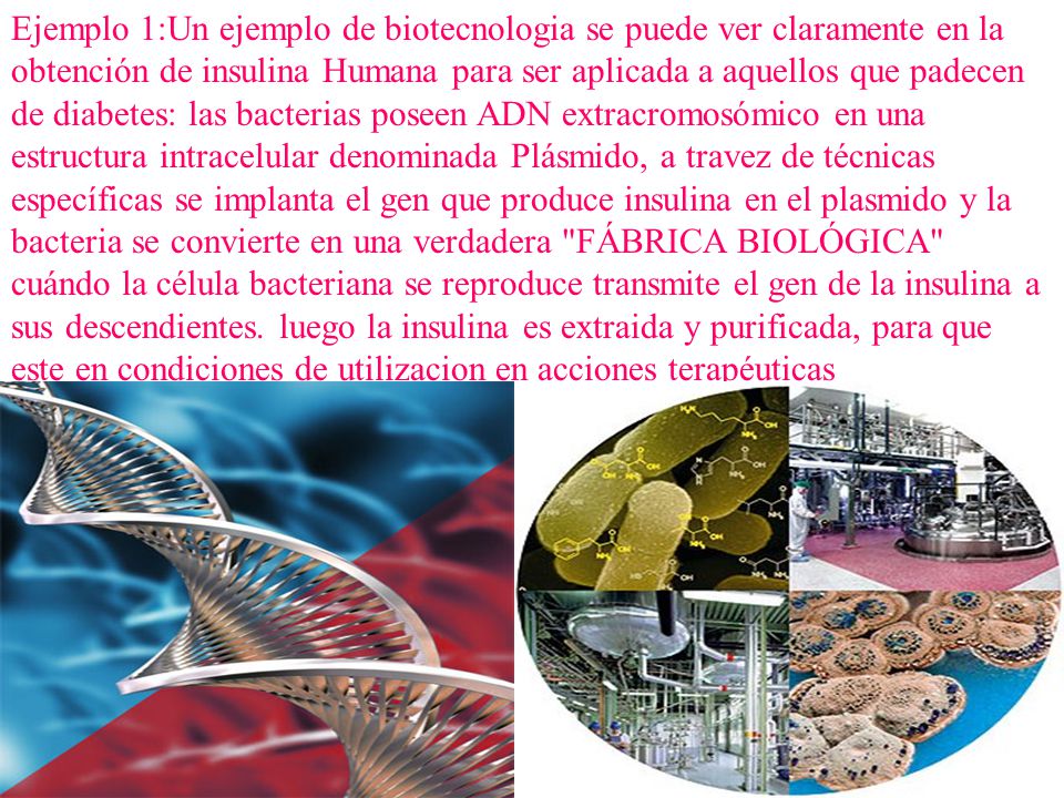 Ejemplo 1:Un ejemplo de biotecnologia se puede ver claramente en la obtención de insulina Humana para ser aplicada a aquellos que padecen de diabetes: las bacterias poseen ADN extracromosómico en una estructura intracelular denominada Plásmido, a travez de técnicas específicas se implanta el gen que produce insulina en el plasmido y la bacteria se convierte en una verdadera FÁBRICA BIOLÓGICA cuándo la célula bacteriana se reproduce transmite el gen de la insulina a sus descendientes.