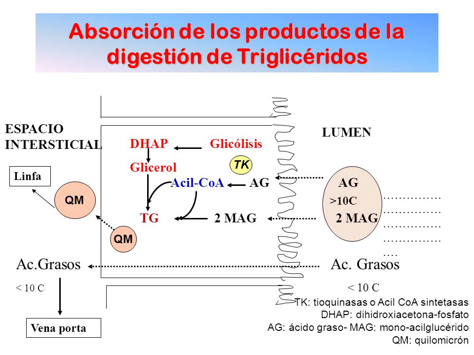 Absorción de los productos de la digestión de Triglicéridos