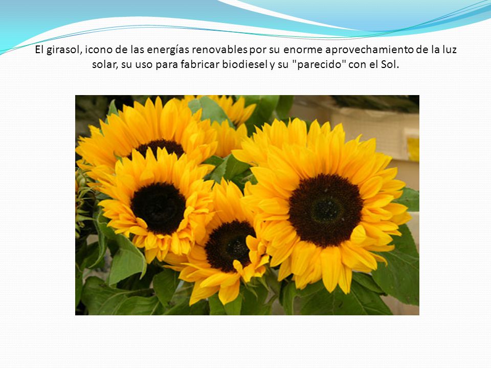 El girasol, icono de las energías renovables por su enorme aprovechamiento de la luz solar, su uso para fabricar biodiesel y su parecido con el Sol.