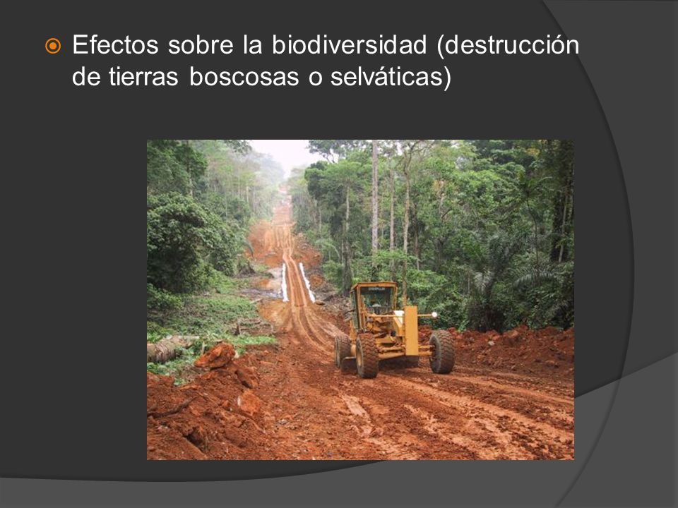 Efectos sobre la biodiversidad (destrucción de tierras boscosas o selváticas)