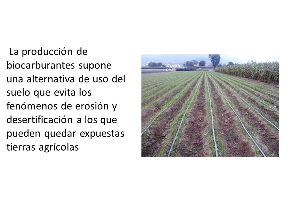 La producción de biocarburantes supone una alternativa de uso del suelo que evita los fenómenos de erosión y desertificación a los que pueden quedar expuestas tierras agrícolas