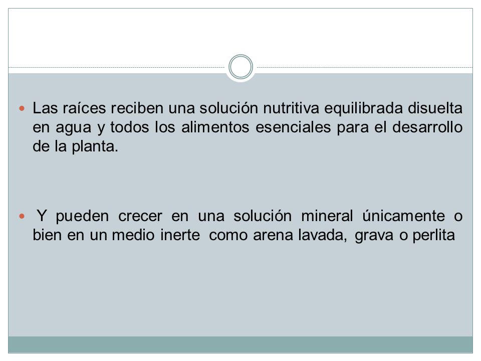 Las raíces reciben una solución nutritiva equilibrada disuelta en agua y todos los alimentos esenciales para el desarrollo de la planta.