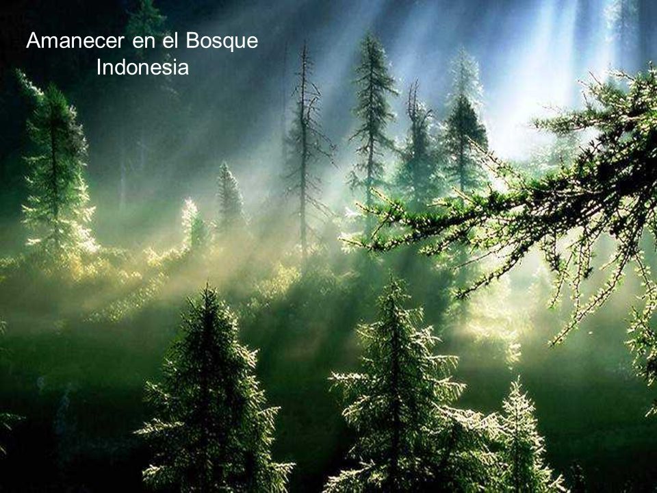 Amanecer en el Bosque Indonesia