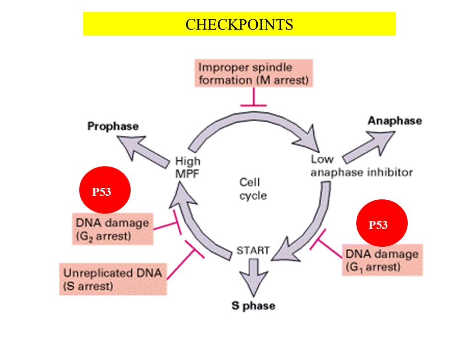 CHECKPOINTS P53