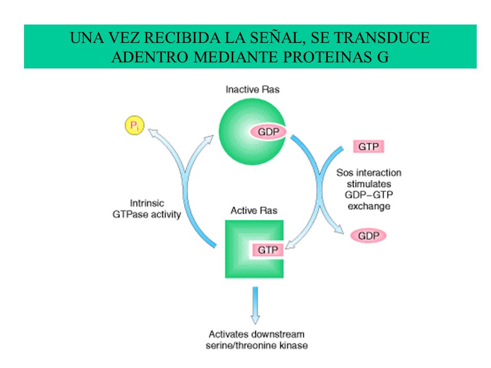 UNA VEZ RECIBIDA LA SEÑAL, SE TRANSDUCE ADENTRO MEDIANTE PROTEINAS G