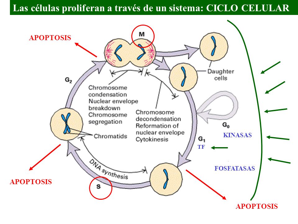Las células proliferan a través de un sistema: CICLO CELULAR