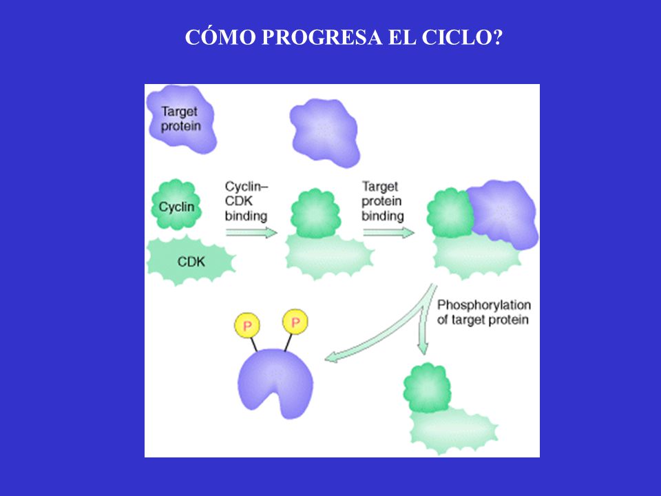 CÓMO PROGRESA EL CICLO CDK ciclina M S G1 G2
