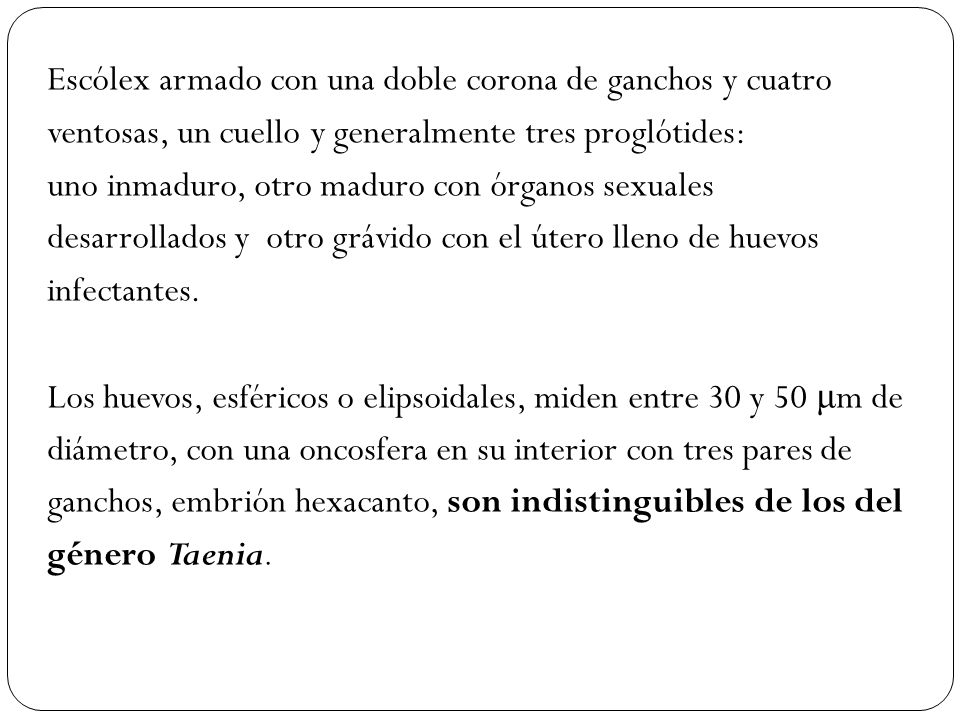 Escólex armado con una doble corona de ganchos y cuatro ventosas, un cuello y generalmente tres proglótides: uno inmaduro, otro maduro con órganos sexuales desarrollados y otro grávido con el útero lleno de huevos infectantes.