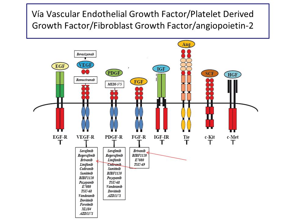 Vía Vascular Endothelial Growth Factor/Platelet Derived Growth Factor/Fibroblast Growth Factor/angiopoietin-2