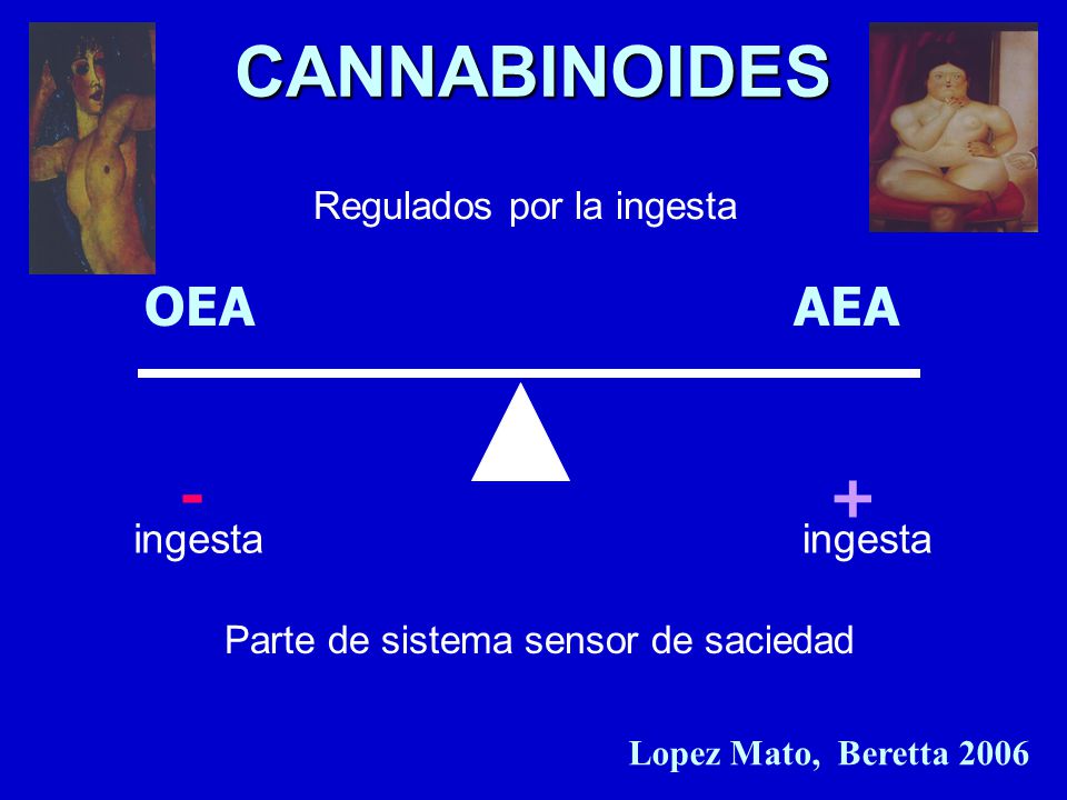 CANNABINOIDES - + OEA AEA ingesta ingesta Regulados por la ingesta