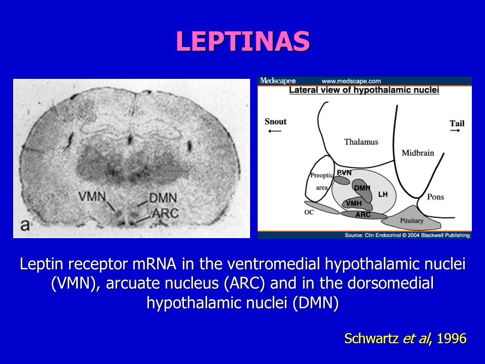 LEPTINAS Leptin receptor mRNA in the ventromedial hypothalamic nuclei (VMN), arcuate nucleus (ARC) and in the dorsomedial hypothalamic nuclei (DMN)