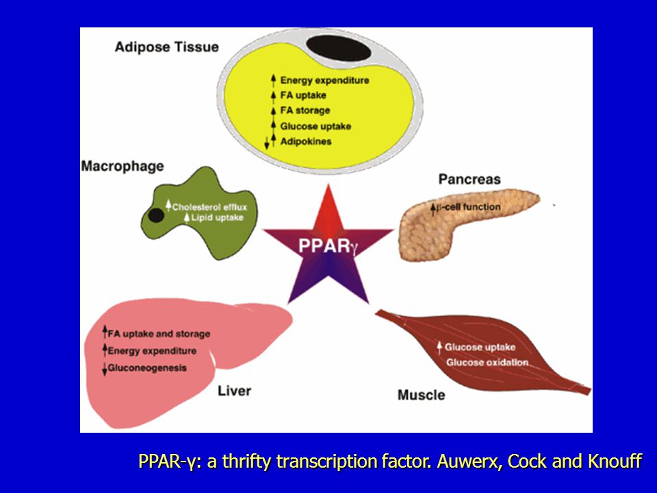 PPAR-γ: a thrifty transcription factor. Auwerx, Cock and Knouff