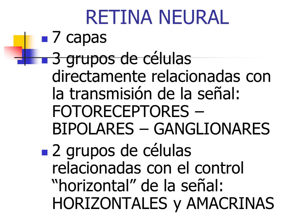 RETINA NEURAL 7 capas. 3 grupos de células directamente relacionadas con la transmisión de la señal: FOTORECEPTORES – BIPOLARES – GANGLIONARES.