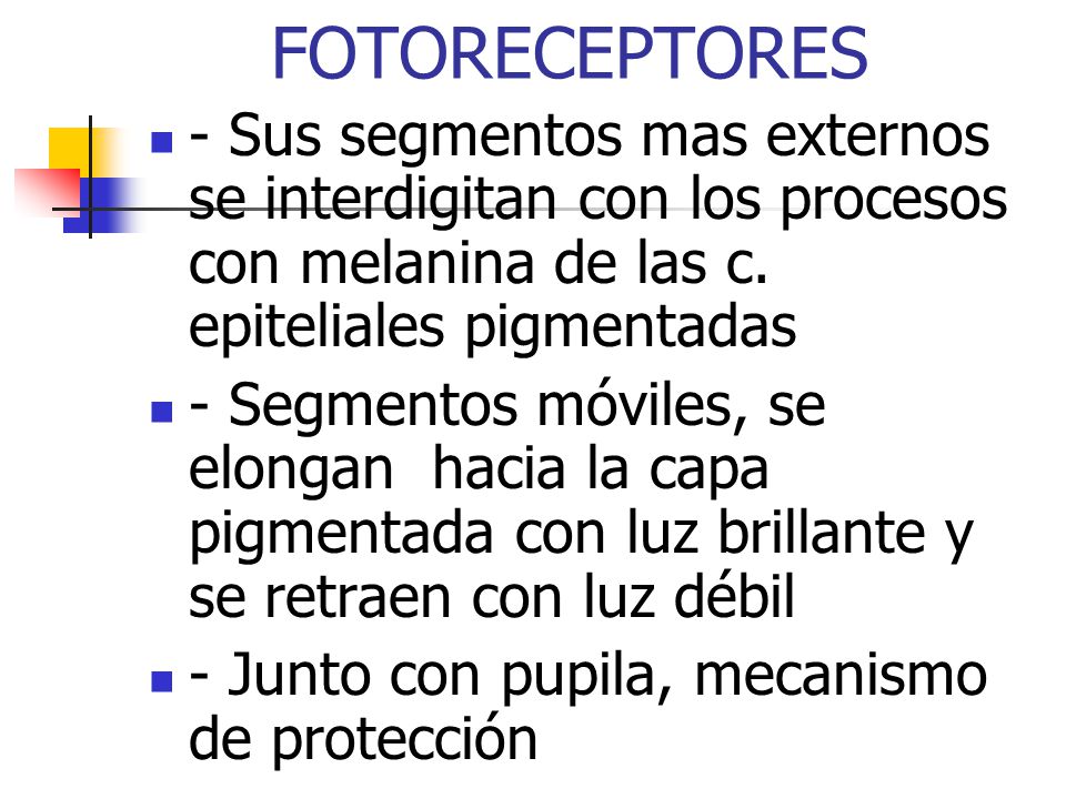 FOTORECEPTORES - Sus segmentos mas externos se interdigitan con los procesos con melanina de las c. epiteliales pigmentadas.