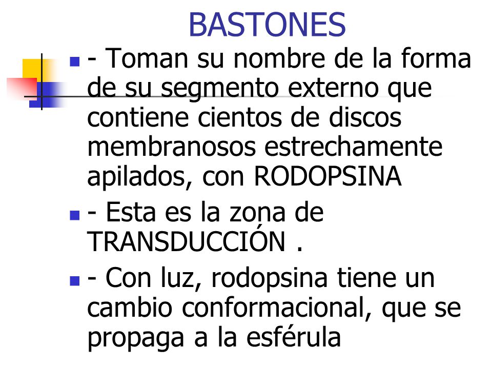 BASTONES - Toman su nombre de la forma de su segmento externo que contiene cientos de discos membranosos estrechamente apilados, con RODOPSINA.