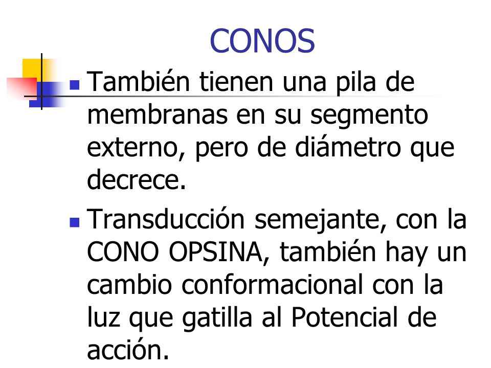 CONOS También tienen una pila de membranas en su segmento externo, pero de diámetro que decrece.