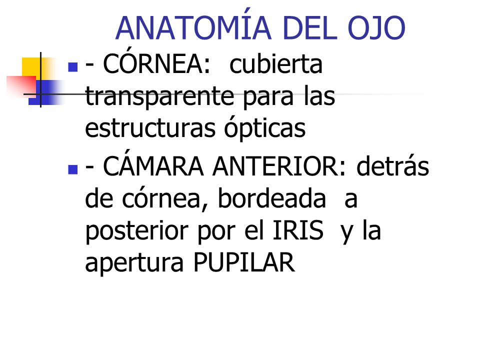 ANATOMÍA DEL OJO - CÓRNEA: cubierta transparente para las estructuras ópticas.