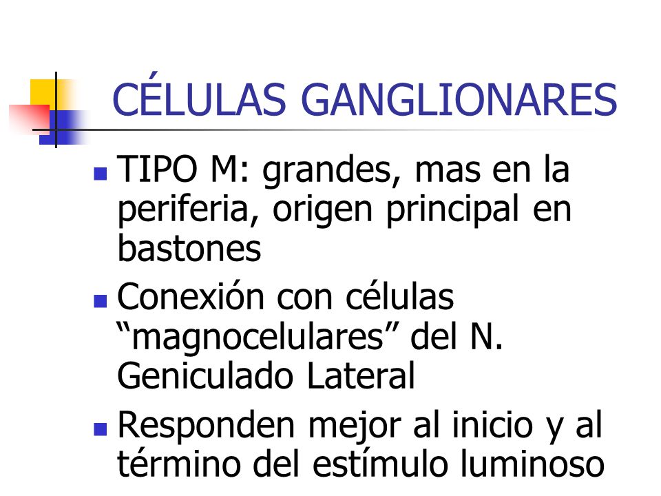 CÉLULAS GANGLIONARES TIPO M: grandes, mas en la periferia, origen principal en bastones.