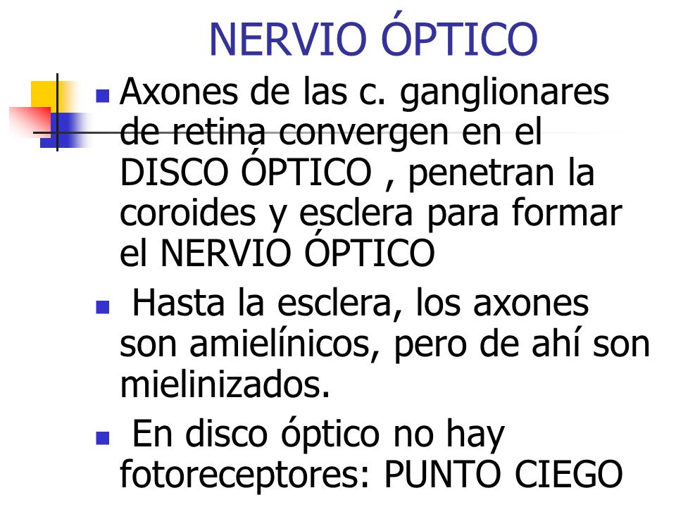 NERVIO ÓPTICO Axones de las c. ganglionares de retina convergen en el DISCO ÓPTICO , penetran la coroides y esclera para formar el NERVIO ÓPTICO.
