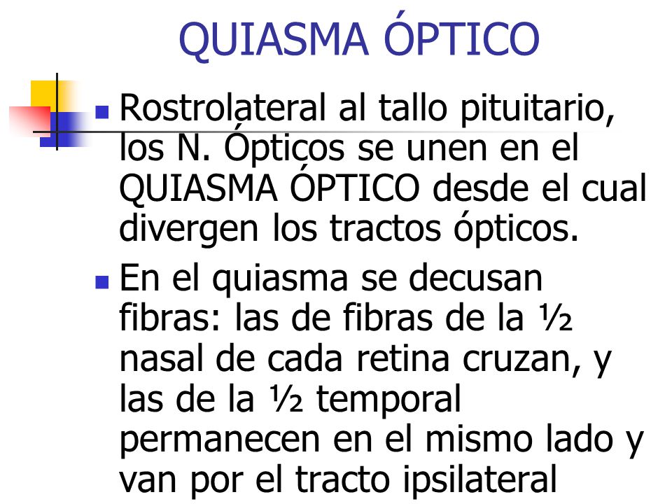 QUIASMA ÓPTICO Rostrolateral al tallo pituitario, los N. Ópticos se unen en el QUIASMA ÓPTICO desde el cual divergen los tractos ópticos.