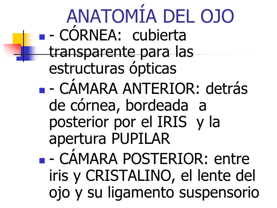 ANATOMÍA DEL OJO - CÓRNEA: cubierta transparente para las estructuras ópticas.