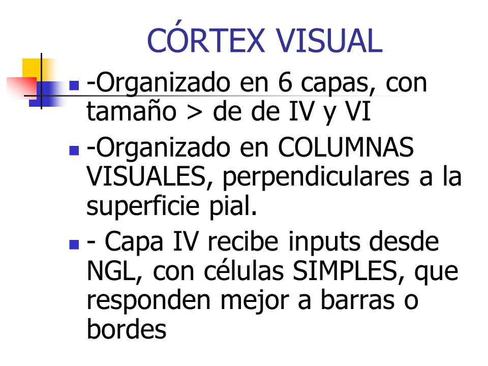 CÓRTEX VISUAL -Organizado en 6 capas, con tamaño > de de IV y VI