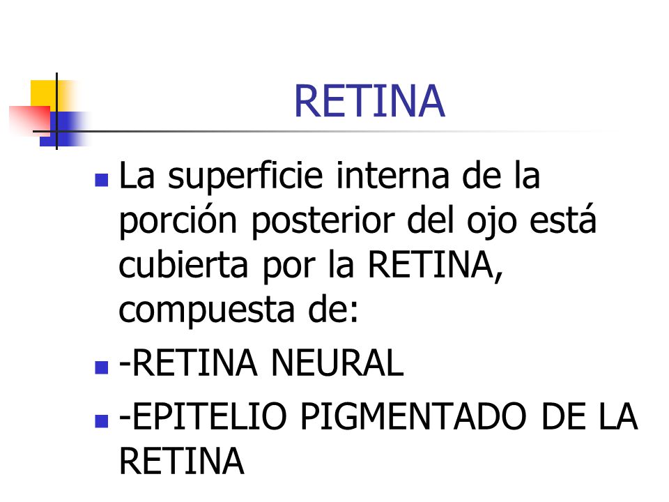 RETINA La superficie interna de la porción posterior del ojo está cubierta por la RETINA, compuesta de: