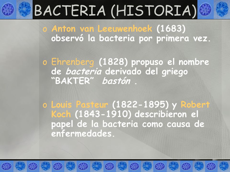 BACTERIA (HISTORIA) Anton van Leeuwenhoek (1683) observó la bacteria por primera vez.