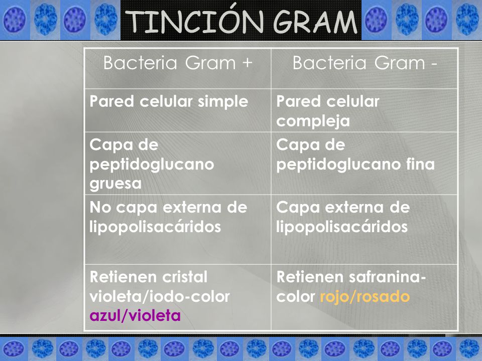 TINCIÓN GRAM Bacteria Gram + Bacteria Gram - Pared celular simple