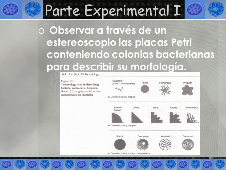 Parte Experimental I Observar a través de un estereoscopio las placas Petri conteniendo colonias bacterianas para describir su morfología.