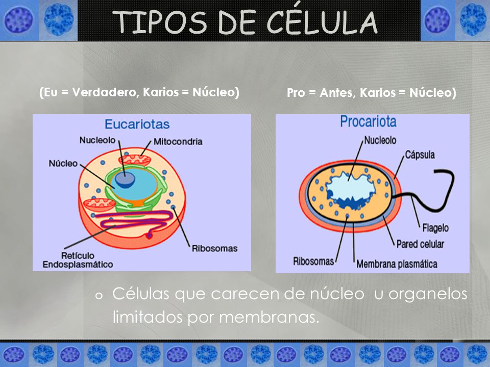 TIPOS DE CÉLULA Células que carecen de núcleo u organelos