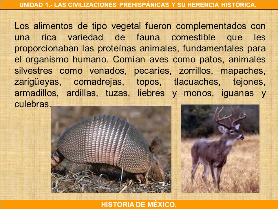 Los alimentos de tipo vegetal fueron complementados con una rica variedad de fauna comestible que les proporcionaban las proteínas animales, fundamentales para el organismo humano.