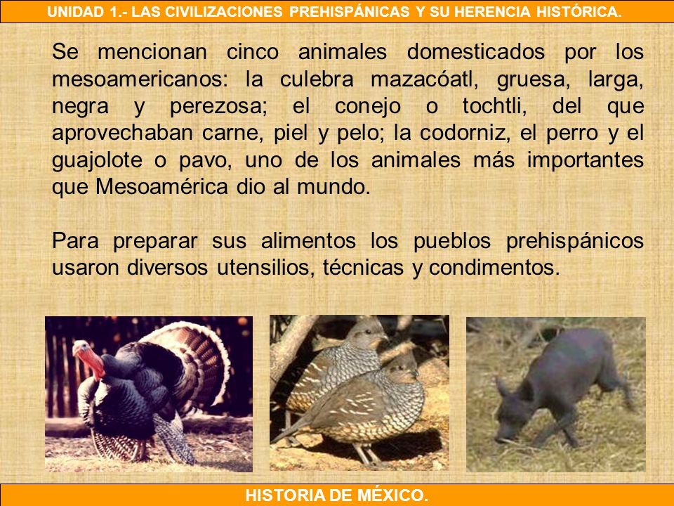 Se mencionan cinco animales domesticados por los mesoamericanos: la culebra mazacóatl, gruesa, larga, negra y perezosa; el conejo o tochtli, del que aprovechaban carne, piel y pelo; la codorniz, el perro y el guajolote o pavo, uno de los animales más importantes que Mesoamérica dio al mundo.