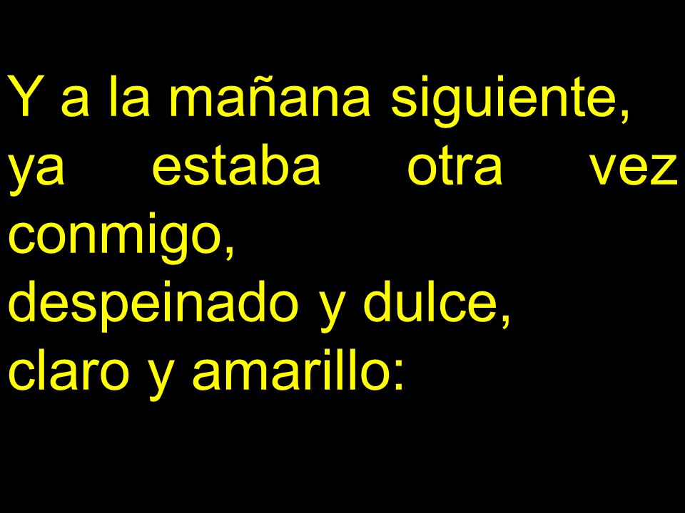 Y a la mañana siguiente, ya estaba otra vez conmigo, despeinado y dulce, claro y amarillo: