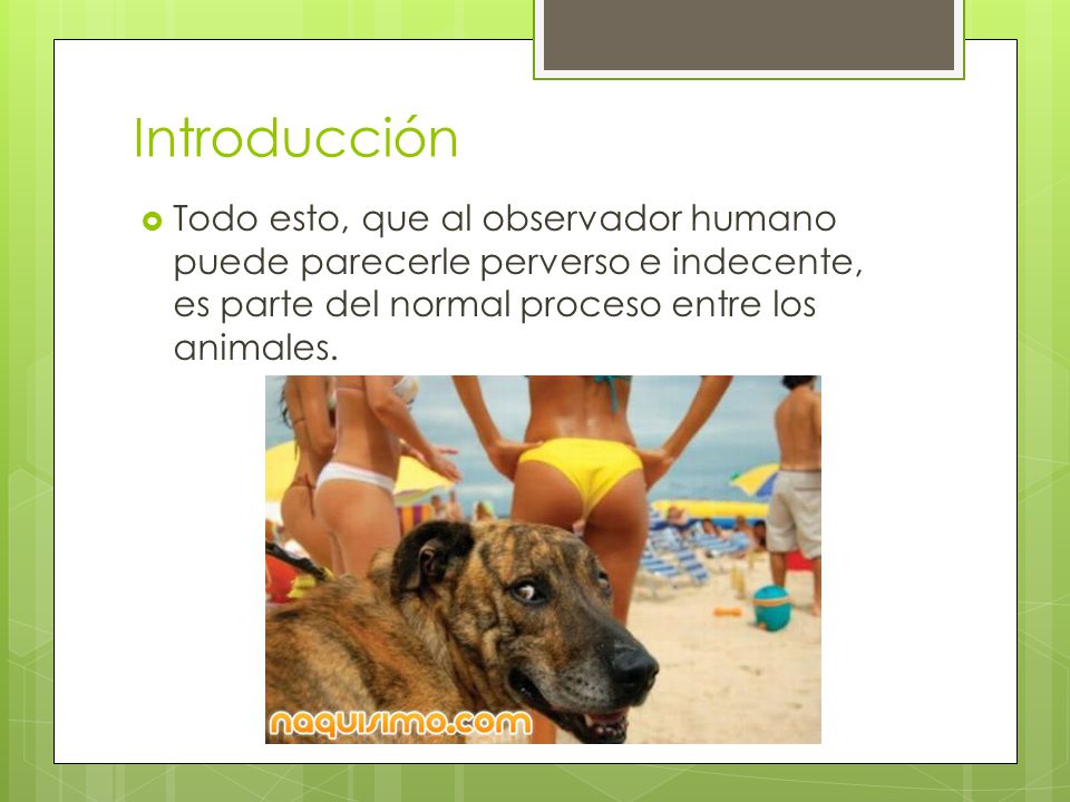 Introducción Todo esto, que al observador humano puede parecerle perverso e indecente, es parte del normal proceso entre los animales.