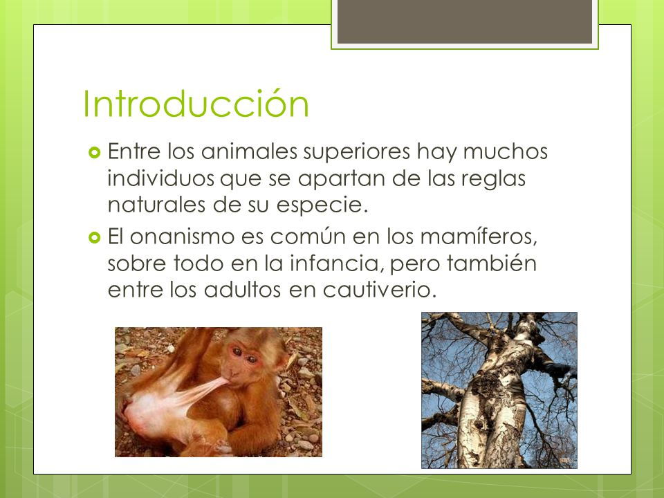Introducción Entre los animales superiores hay muchos individuos que se apartan de las reglas naturales de su especie.